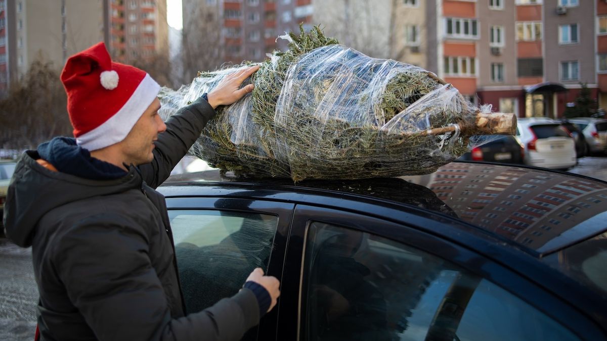 Jak bezpečně přepravit vánoční stromek? Stačí dodržet několik jednoduchých pravidel